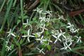 image of Clematis aristata