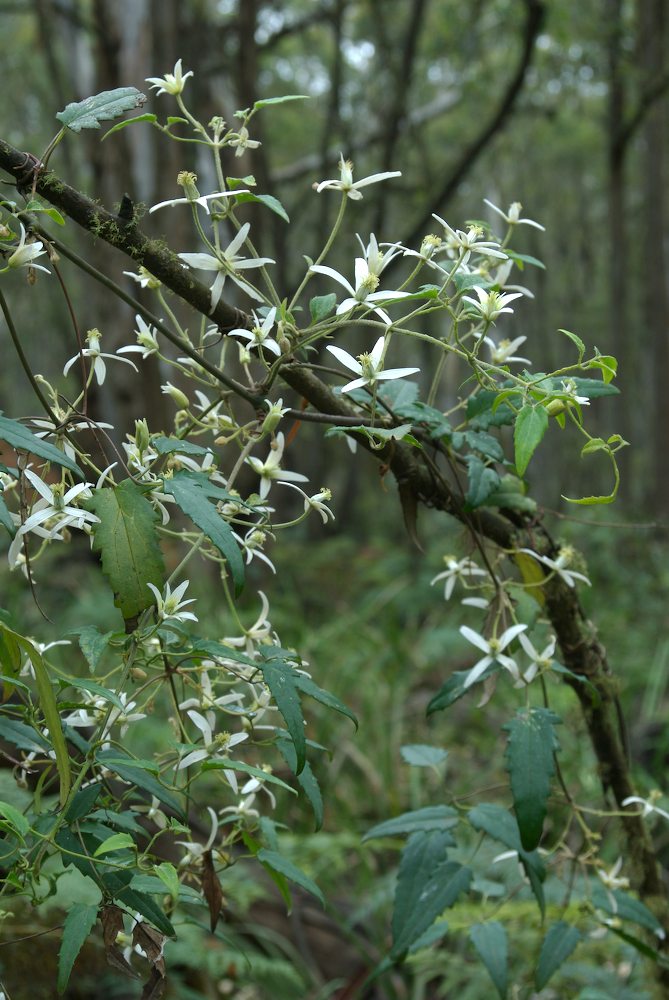 Ranunculaceae Clematis aristata