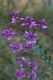 image of Comesperma ericinum