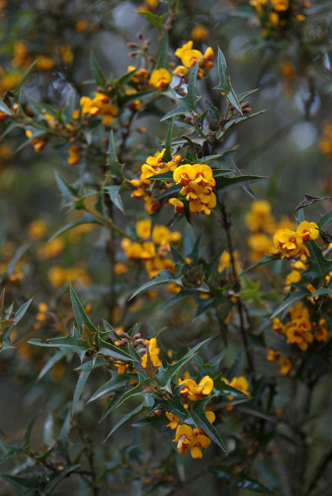 Fabaceae Podolobium ilicifolium