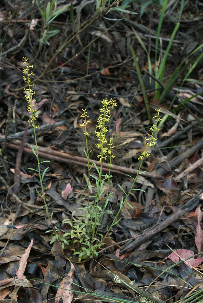 Celastraceae Stackhousia viminea