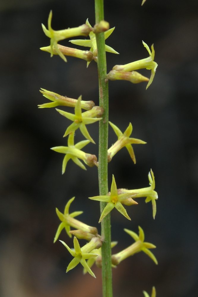 Celastraceae Stackhousia viminea
