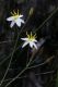 image of Thelionema caespitosum