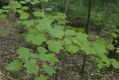 image of Acer pensylvanicum