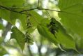image of Acer pensylvanicum