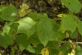 image of Acer pensylvanicum