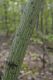 image of Acer pensylvanicum