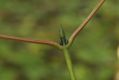 image of Acer pensylvanicum