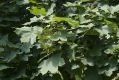 image of Acer platanoides