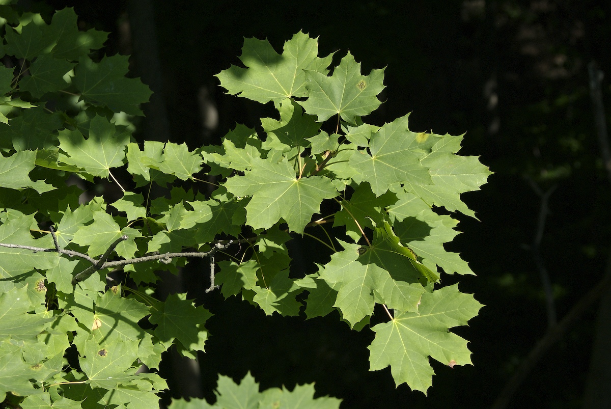 Aceraceae Acer platanoides