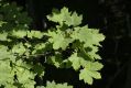 image of Acer platanoides