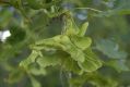 image of Acer platanoides