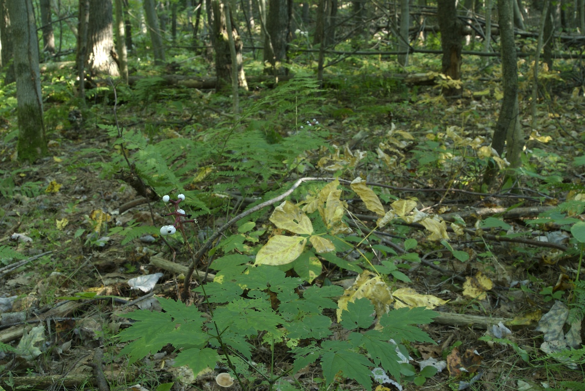 Ranunculaceae Actaea pachypoda