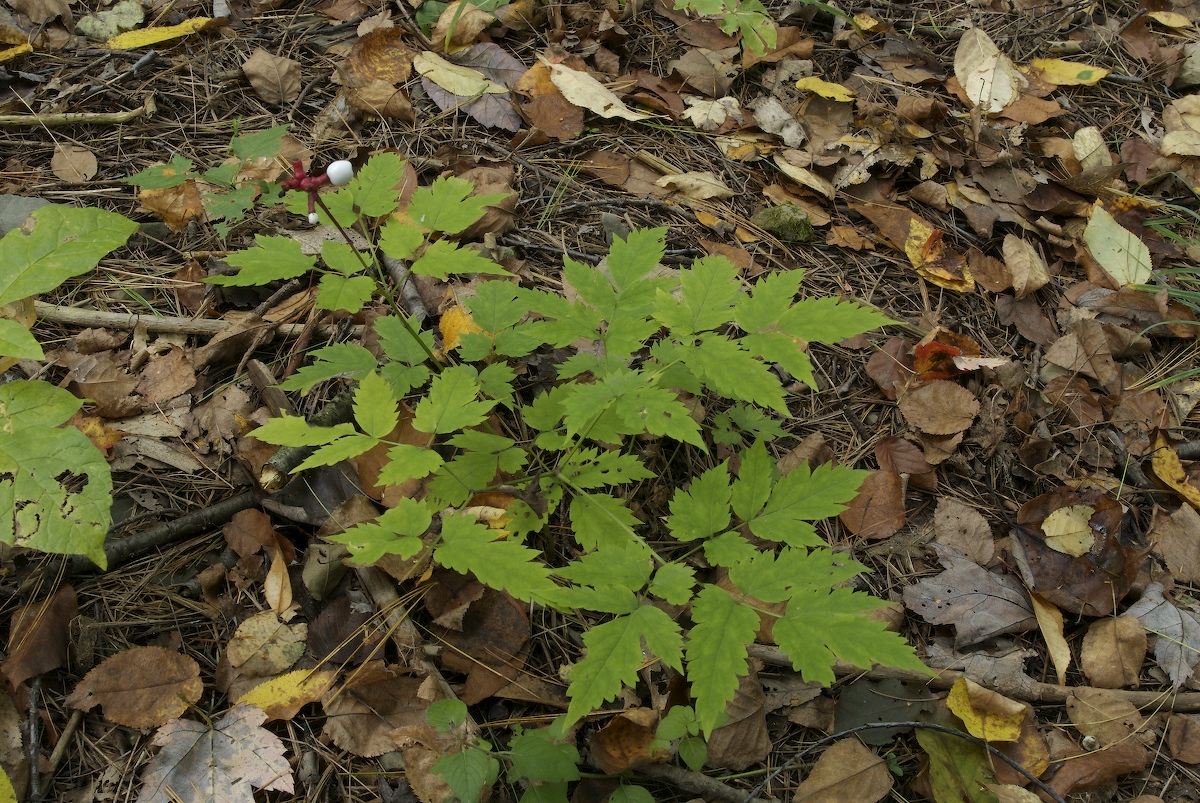 Ranunculaceae Actaea pachypoda