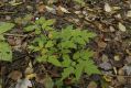 image of Actaea pachypoda