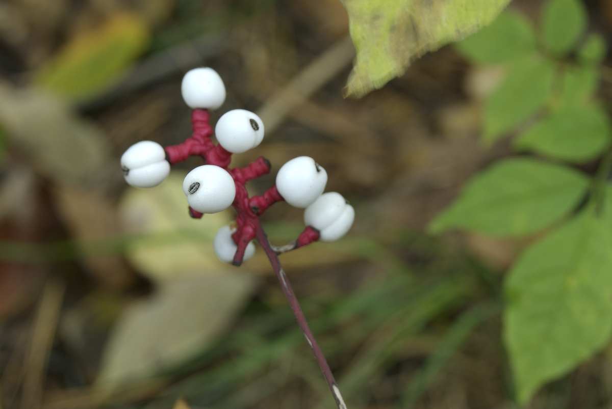 Ranunculaceae Actaea pachypoda
