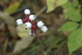 image of Actaea pachypoda