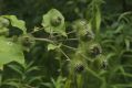image of Arctium minus