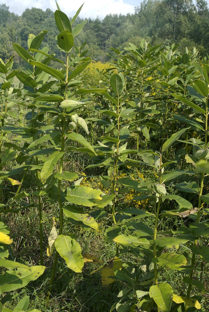 Apocynaceae Asclepias syriaca