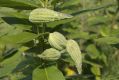 image of Asclepias syriaca