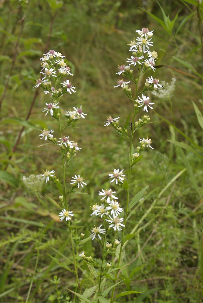 Asteraceae Aster lateriflorus
