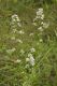 image of Aster lateriflorus