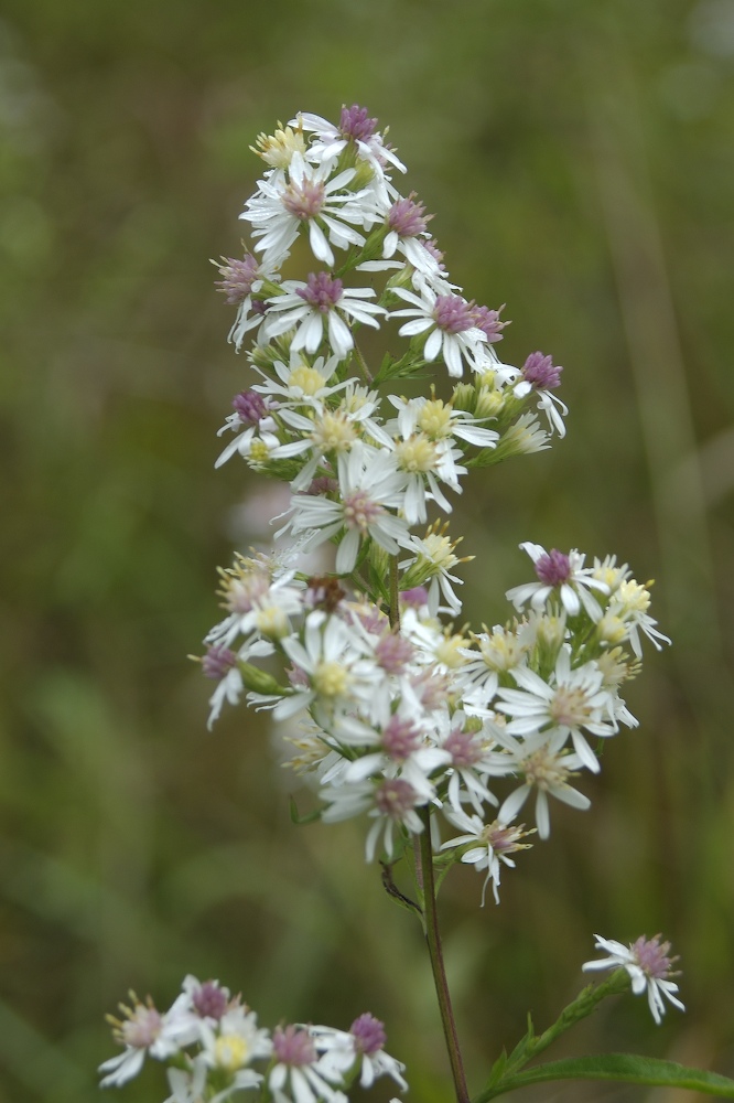 Asteraceae Aster lateriflorus