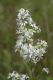 image of Aster lateriflorus