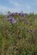 image of Aster novae-angliae