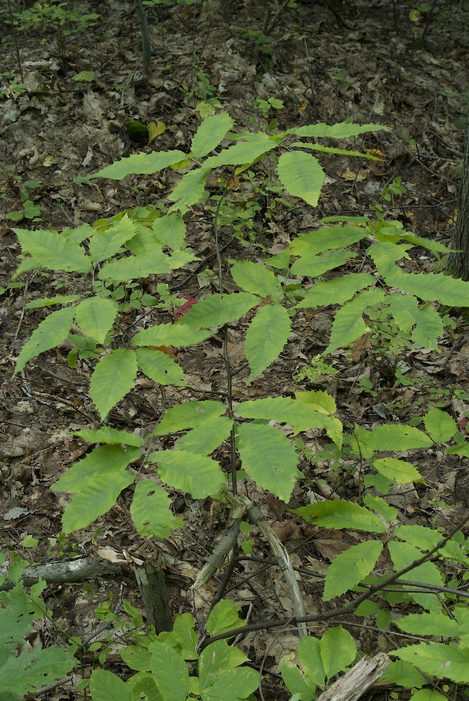 Fagaceae Castanea dentata