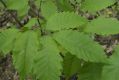 image of Castanea dentata
