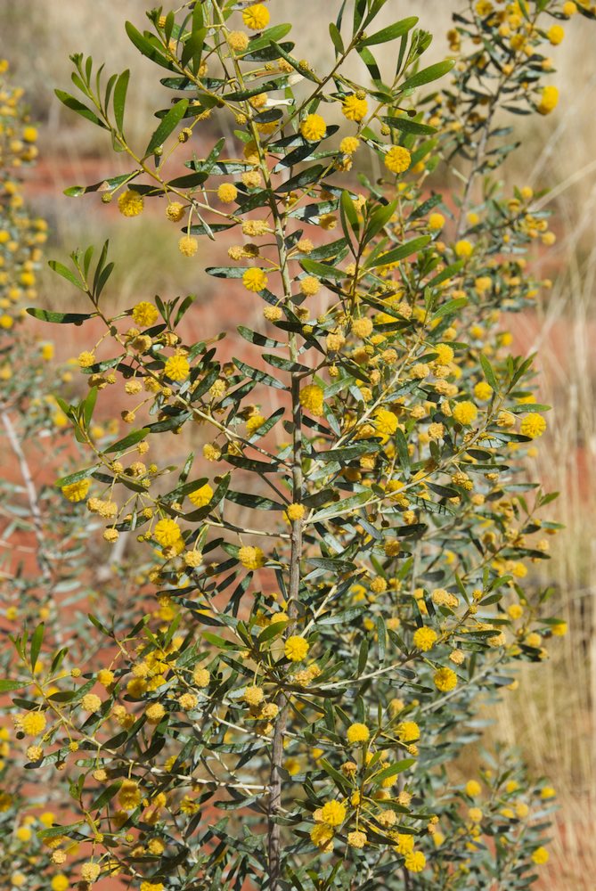 Fabaceae Acacia dictyophleba