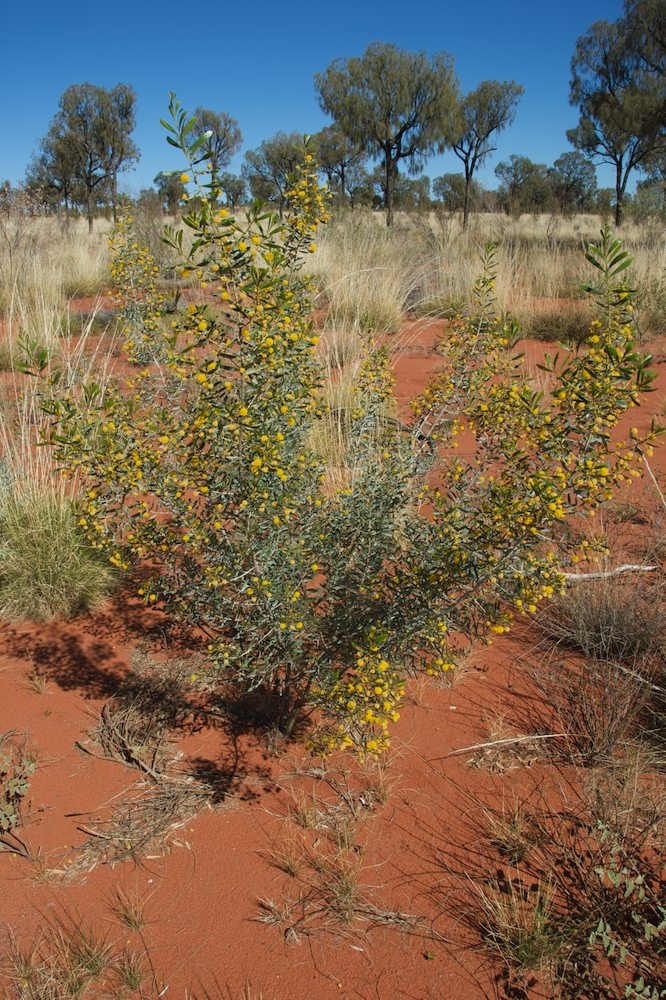 Poaceae Triodia 