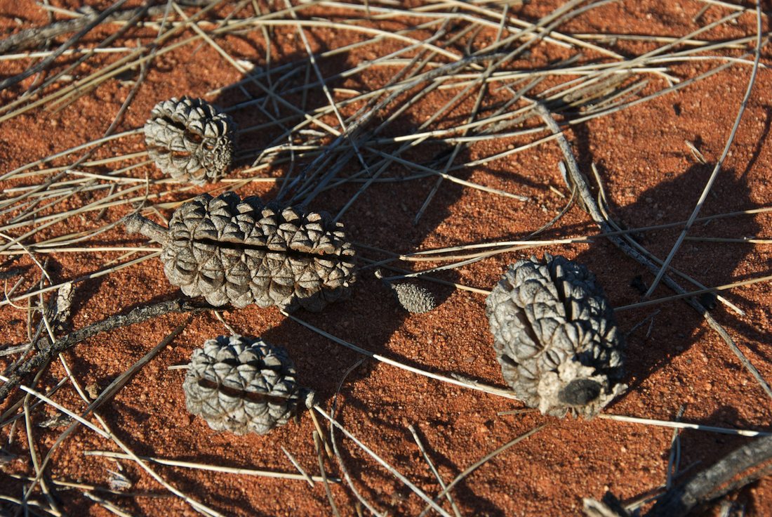 Casuarinaceae Allocasuarina decaisneana
