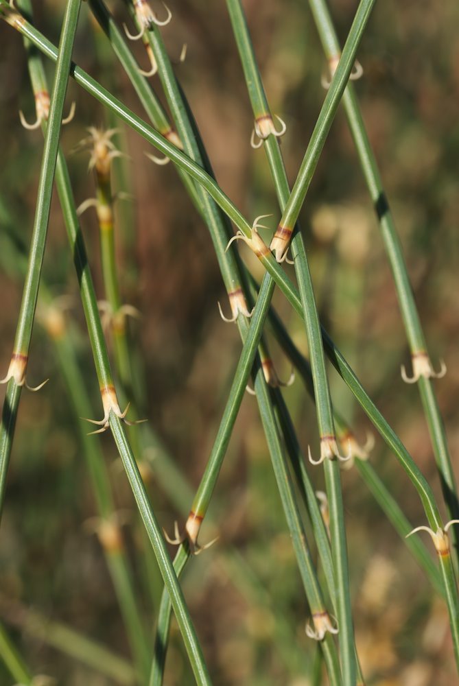 Casuarinaceae Allocasuarina decaisneana