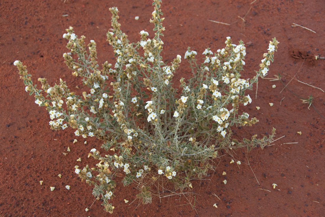 Convolvulaceae Bonamia erecta