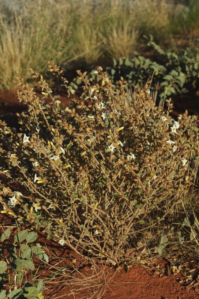 Convolvulaceae Bonamia erecta