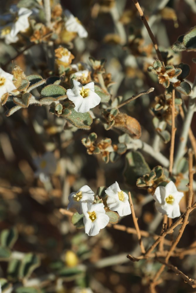 Convolvulaceae Bonamia erecta