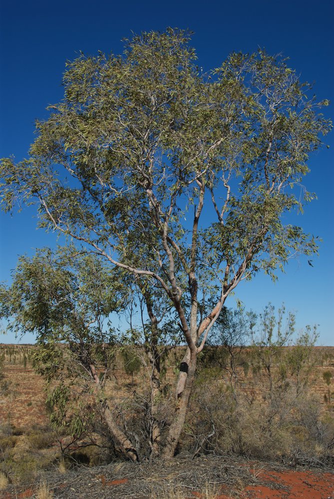 Myrtaceae Corymbia opaca