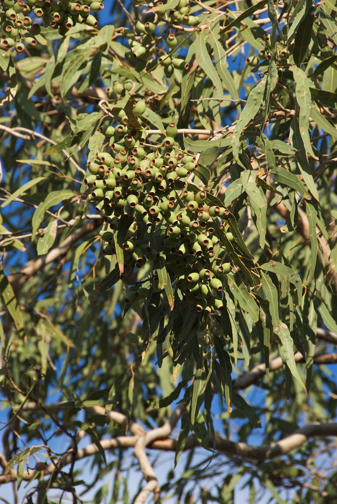 Myrtaceae Corymbia opaca