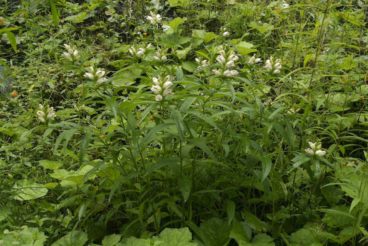 Plantaginaceae Chelone glabra