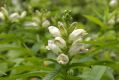 image of Chelone glabra