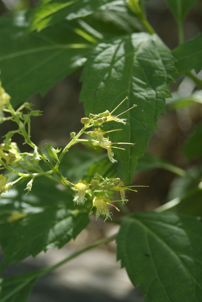 Lamiaceae Collinsonia canadensis