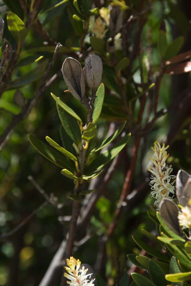 Proteaceae Orites lancifolius