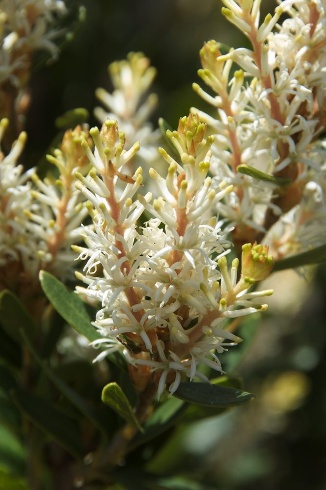Proteaceae Orites lancifolius