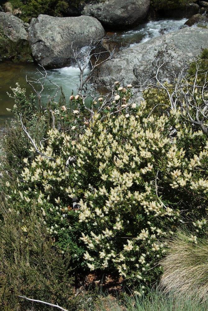 Proteaceae Orites lancifolius