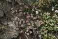 image of Pimelea alpina