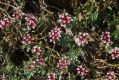 image of Pimelea alpina