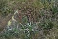 image of Celmisia longifolia