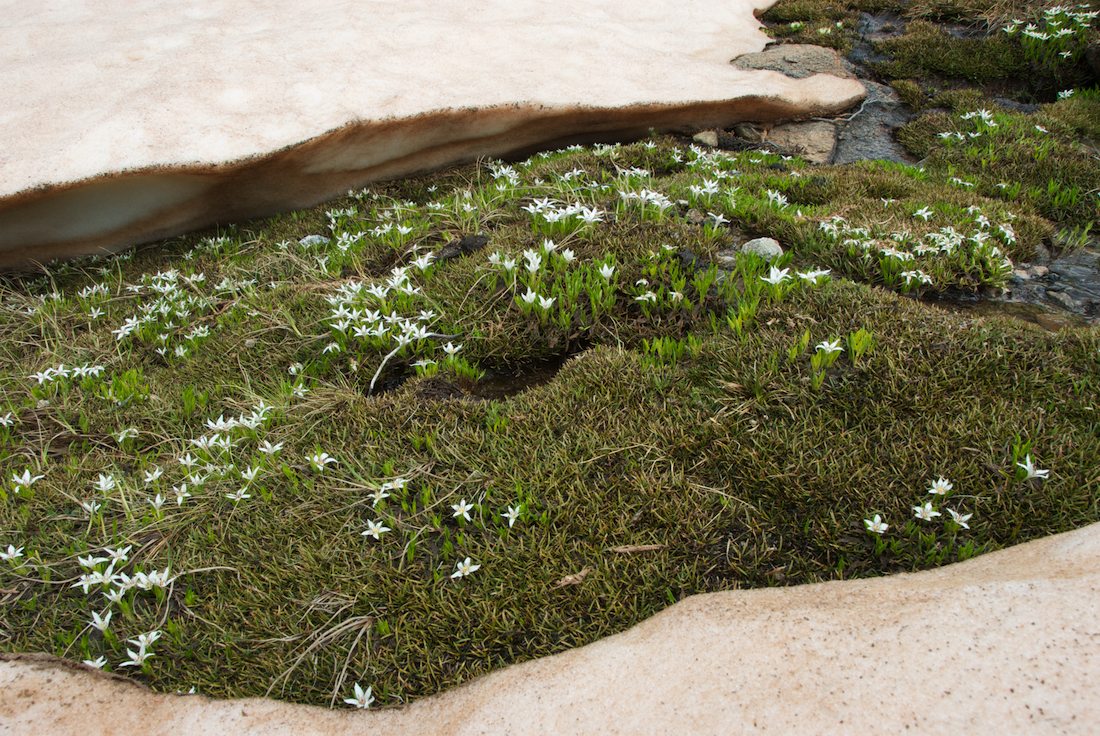 Ranunculaceae Caltha introloba